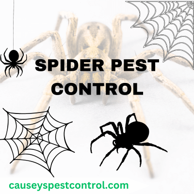 SPIDER PEST CONTROL