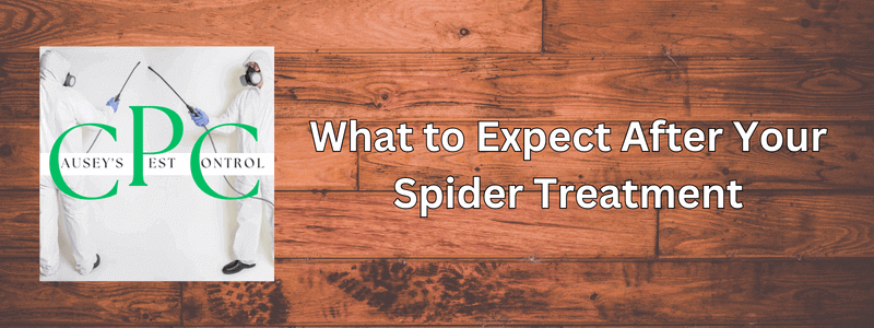 What to Expect After Your Spider Treatment