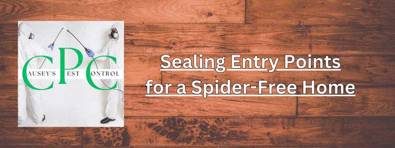 Sealing Entry Points for a Spider-Free Home