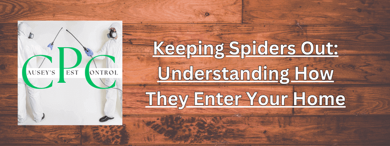 Keeping Spiders Out: Understanding How They Enter Your Home