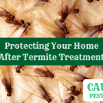 Protecting Your Home After Termite Treatment